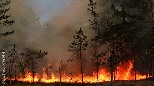 Fire burns trees in a wild forest. Damage to wild nature and animals by burning the woodland.