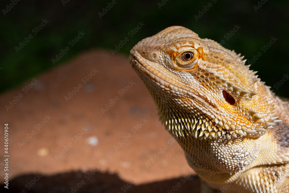 closeup bearded dragon on ground with blur background