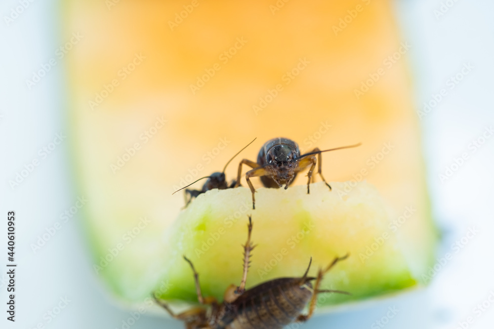 Fototapeta premium closeup crickets eating food, small bug