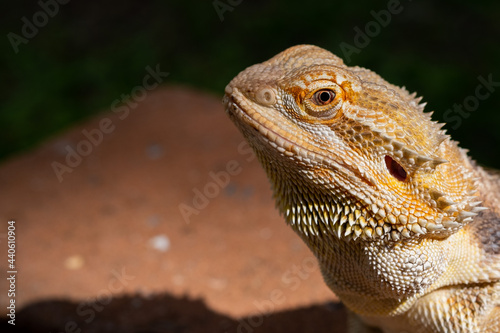 closeup bearded dragon on ground with blur background