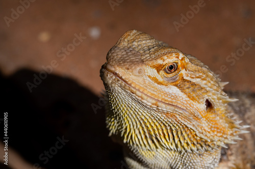 closeup bearded dragon on ground with blur background