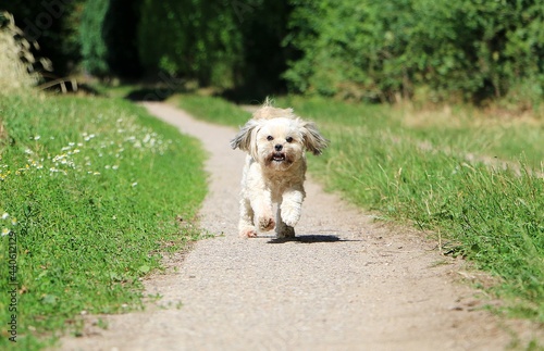 small lhasa apso is running in the park on a sandy track
