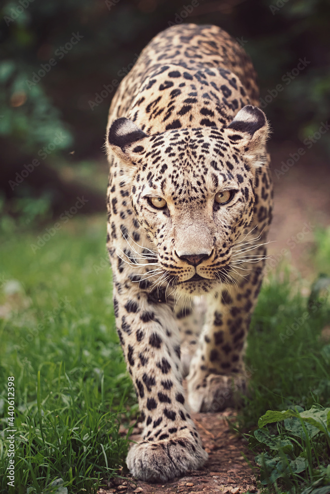 Obraz premium Persian leopard detail portrait
