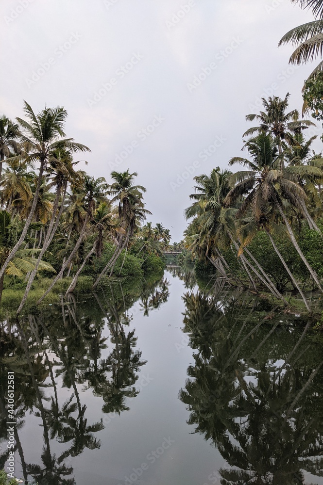 coconut trees and reflections