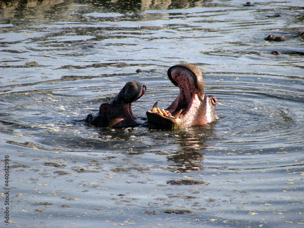 Fototapeta premium hippopotamus Serengeti National Park Tanzania