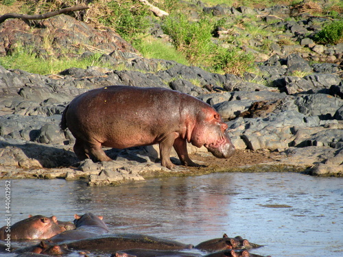 hippopotamus Serengeti National Park Tanzania