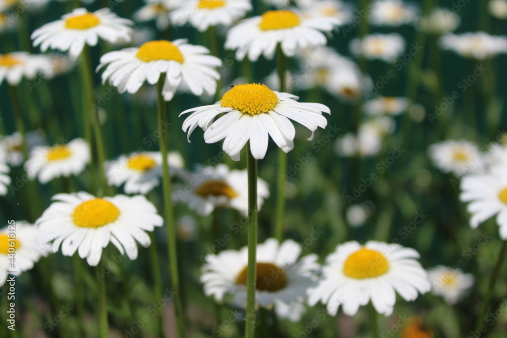 field of daisies field of daisies