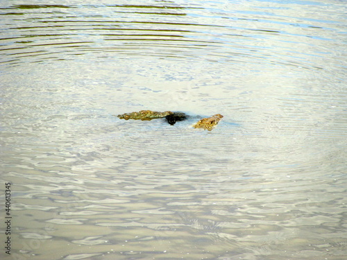 Alligator Serengeti National Park Tanzania