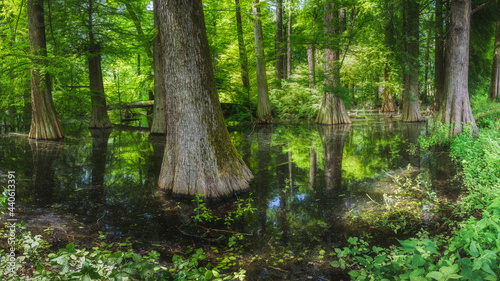 Fototapeta Naklejka Na Ścianę i Meble -  Grow in the pond of a natural park Wood of Taxodium distichum