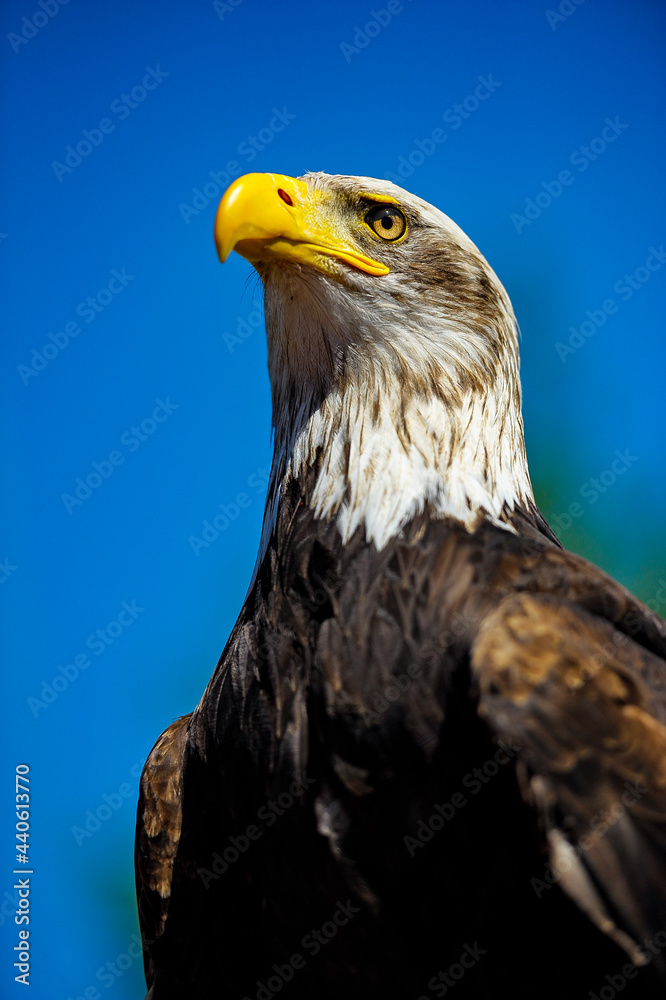 Obraz premium Seeadler