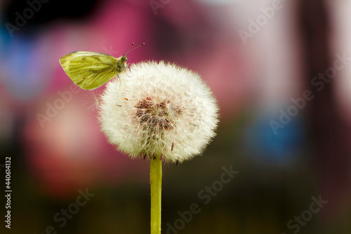 close up of a dandelion