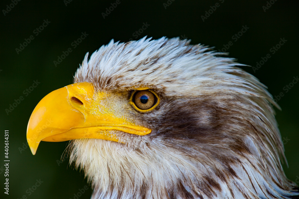 Obraz premium Seeadler