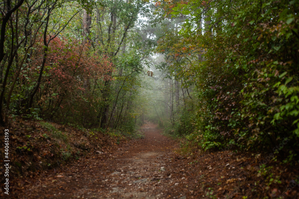 path in autumn forest path in autumn forest