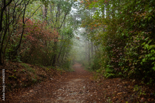 path in autumn forest