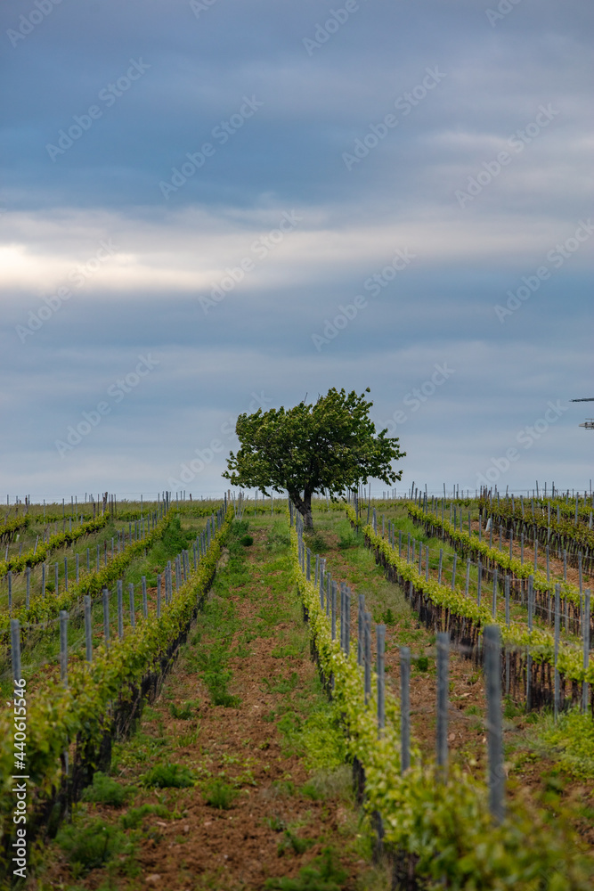 lonely tree in vineyards