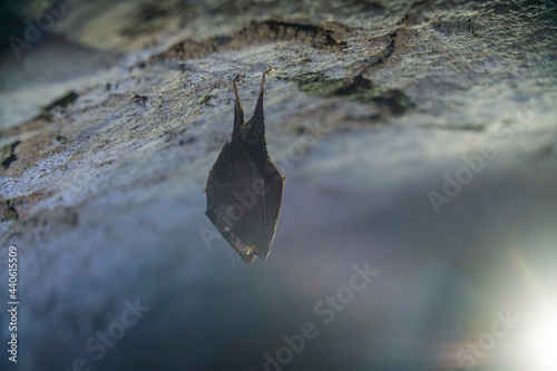Close up small sleeping lesser horseshoe bat covered by wings, hanging upside down on top of cold arched brick cellar and hibernate. Creative wildlife