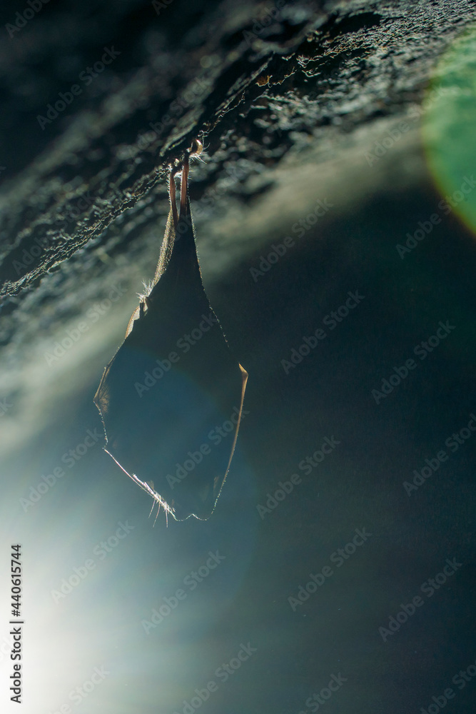Close up small sleeping lesser horseshoe bat covered by wings, hanging upside down on top of cold arched brick cellar and hibernate. Creative wildlife