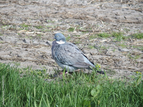 Columbida, Taube, pigeon photo
