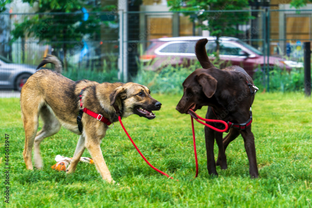 Rescue 1-yea-old puppy Anatolian Shepherd Mix dog Rescue 1-yea-old puppy Anatolian Shepherd Mix dog