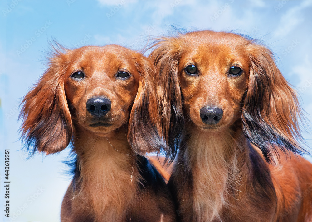 portrait of two dachshunds 