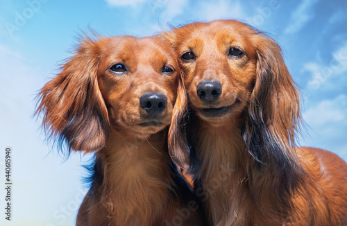 two daschhounds smiles © Dyrefotografi.dk