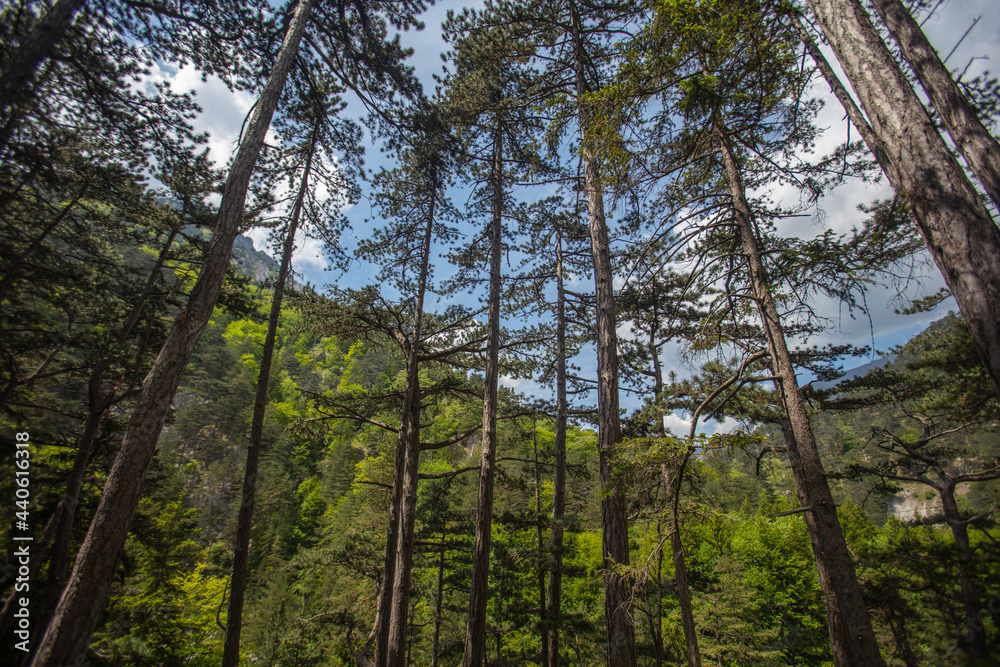 Obraz premium trees in green forest 