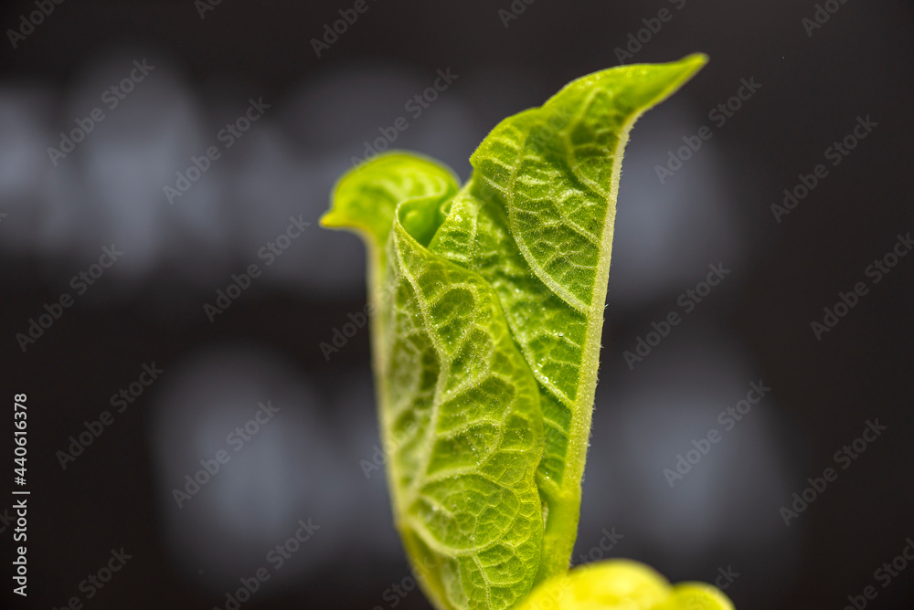 Obraz premium Macro of sprouting white beans with wrapped leaves against a black background.