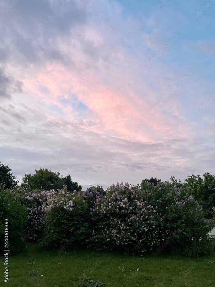 Obraz premium Trees and pink sky / Сирень и розовое небо (ByKate)