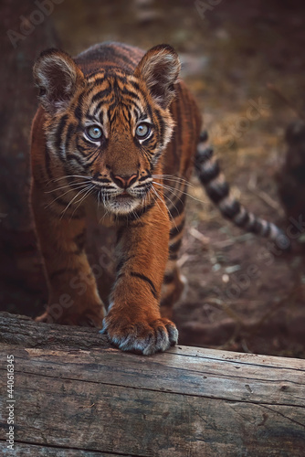 Sumatran tiger portrait