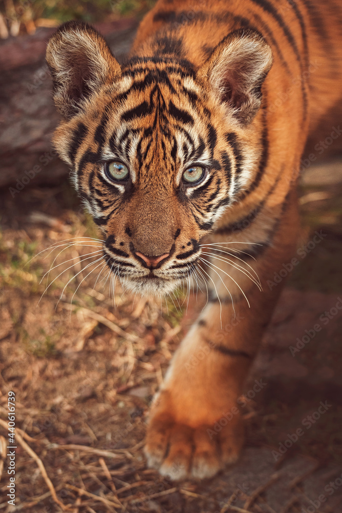 Obraz premium Sumatran tiger portrait