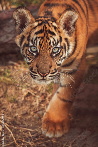 Fototapeta Naklejka Na Ścianę i Meble -  Sumatran tiger portrait