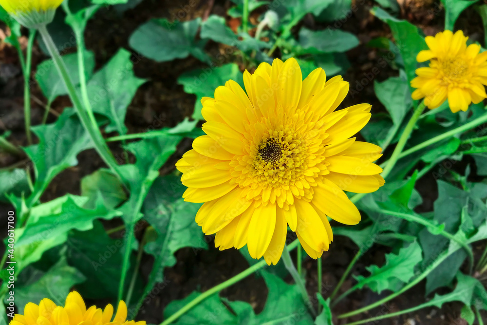 Yellow Gerbera grows in the garden Yellow Gerbera grows in the garden