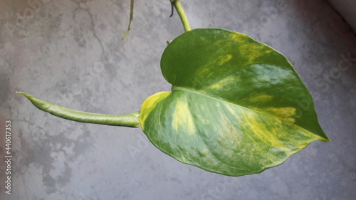 leaf on a wooden background