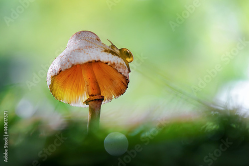 Snail on mushroom in tropical garden 