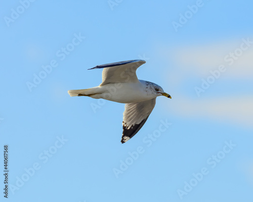 You can look this Ring-billed Gull almost right in the eye as it soars directly overhead. You can even see the small hole in the upper beak.