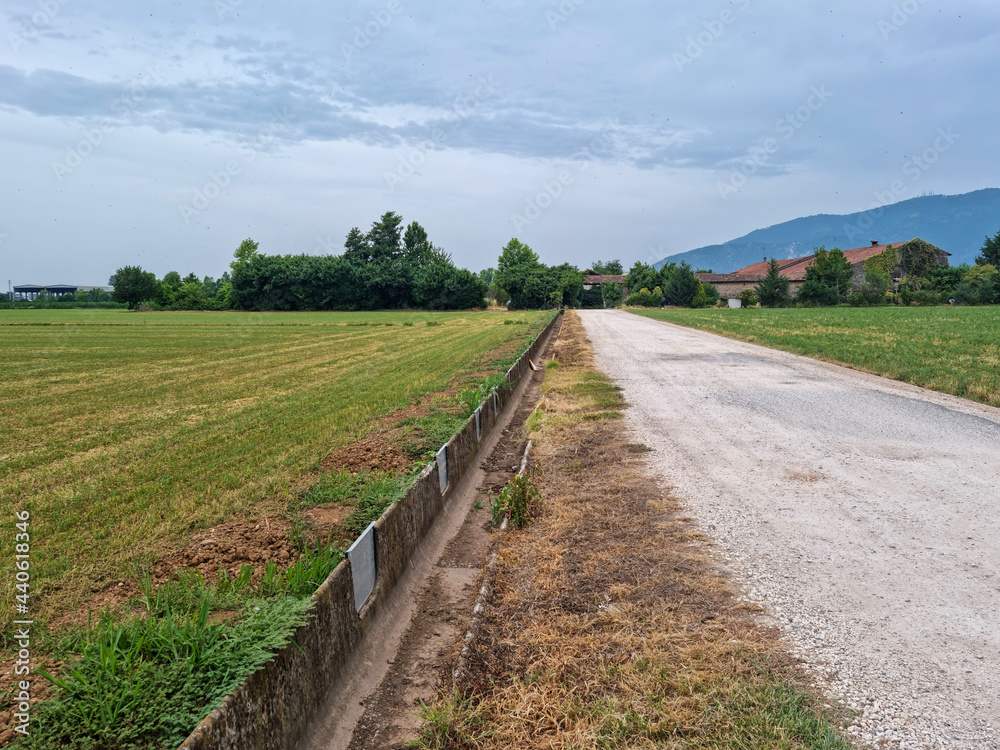 strada campestre con campi ai lati e una fila di alberi