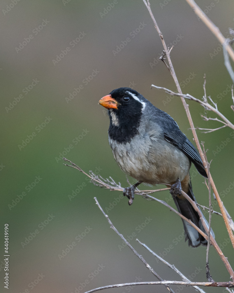 Obraz premium golden billed saltator