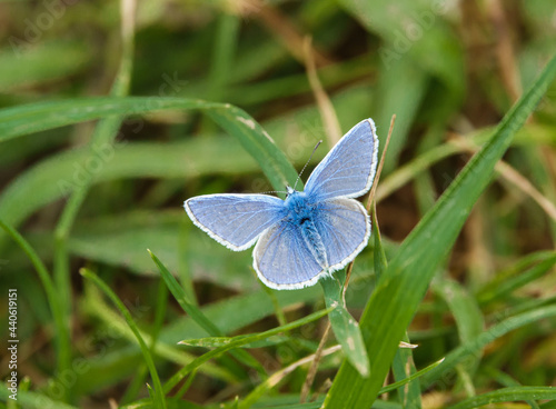 Common blue butterfly (Polyommatus icarus) on Salisbury Plain chalkland meadows