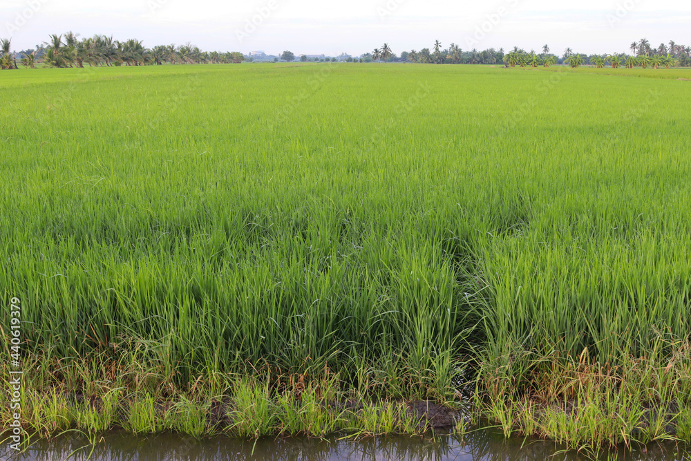 Green rice plants are growing in the fields and farmer houses among the trees on blue sky and white cloud background closeup. Green rice plants are growing in the fields and farmer houses among the trees on blue sky and white cloud background closeup.