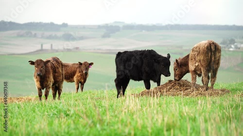 Cows eating grass in Australia.  photo