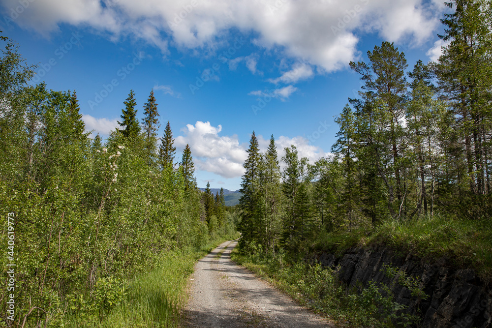 Forest trail in Strauman, Velfjord, ,Helgeland,Nordland county,scandinavia,Europ