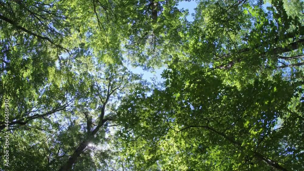 Walk beneath a forest canopy in summer Walk beneath a forest canopy in summer