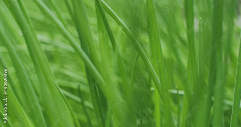 Green onions moving in the wind outdoor, closeup video. Organic farming. Lush spring onion for healthy dieting, vitamins Green onions moving in the wind outdoor, closeup video. Organic farming. Lush spring onion for healthy dieting, vitamins