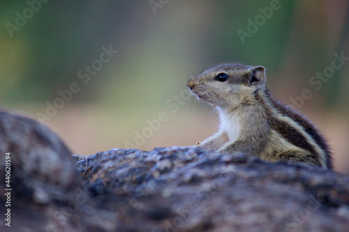 Squirrels are members of the family Sciuridae, a family that includes small or medium-size rodents. The squirrel family includes tree squirrels, ground squirrels, chipmunks, marmots, flying squirrels,