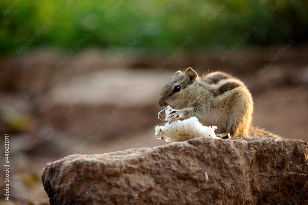 Squirrels are members of the family Sciuridae, a family that includes small or medium-size rodents. The squirrel family includes tree squirrels, ground squirrels, chipmunks, marmots, flying squirrels, Squirrels are members of the family Sciuridae, a family that includes small or medium-size rodents. The squirrel family includes tree squirrels, ground squirrels, chipmunks, marmots, flying squirrels,