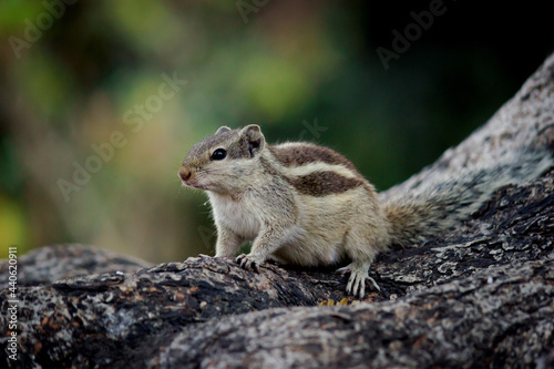 Squirrels are members of the family Sciuridae, a family that includes small or medium-size rodents. The squirrel family includes tree squirrels, ground squirrels, chipmunks, marmots, flying squirrels, © Robbie Ross