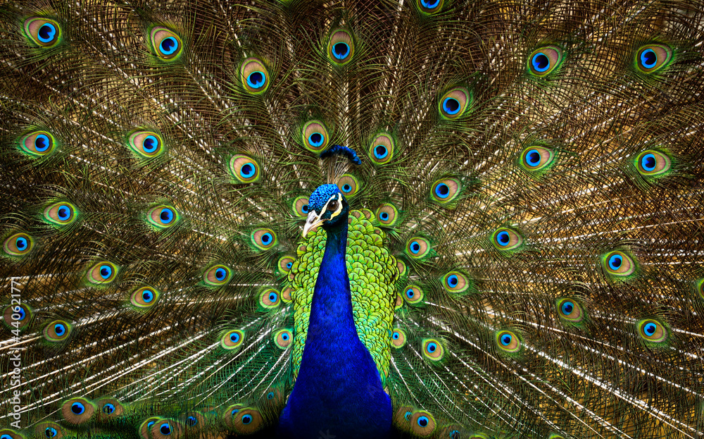 Obraz premium Peacock with beautiful feathers
