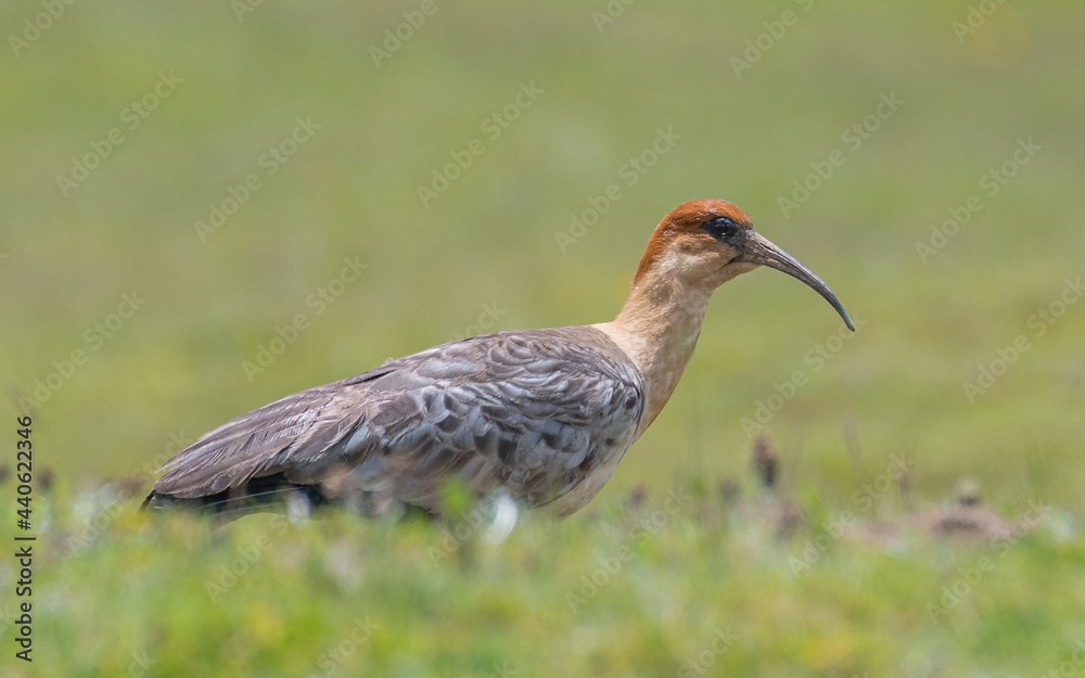 Obraz premium Andean Ibis