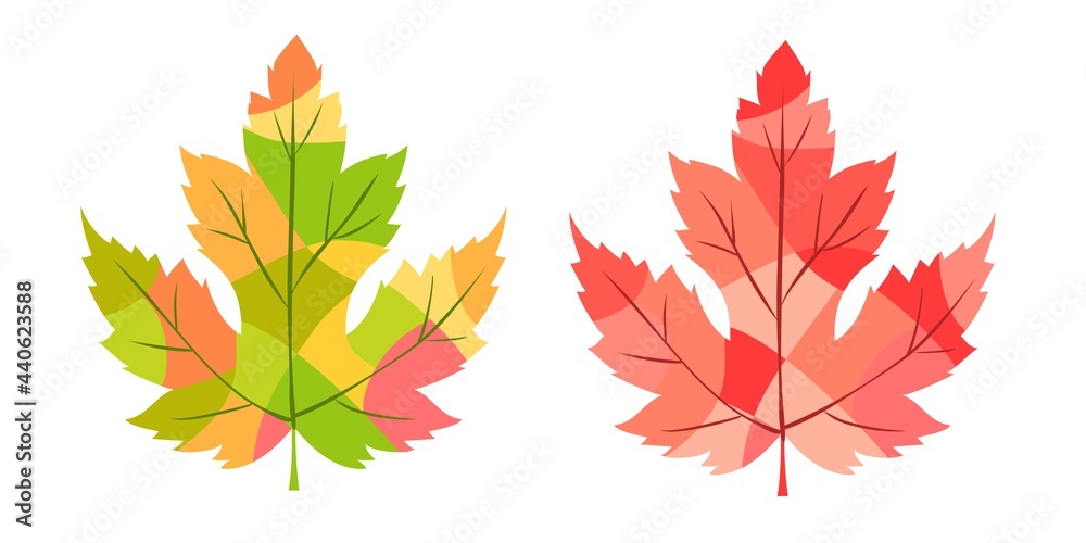 Autumn maple leaves. Colorful leaves isolated on white background. 