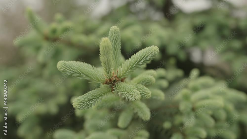 Slow motion gimbal shot of yong spruce branches Slow motion gimbal shot of yong spruce branches